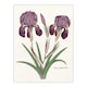 image 1 of Purple iris germanica Anselmus de Boodt Huge Wall Art Print 18X24 In