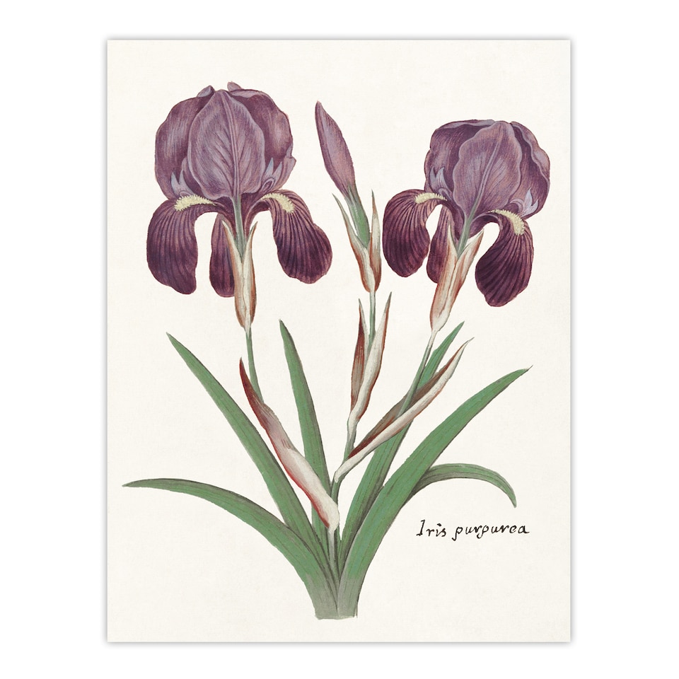 image 1 of Purple iris germanica Anselmus de Boodt Huge Wall Art Print 18X24 In