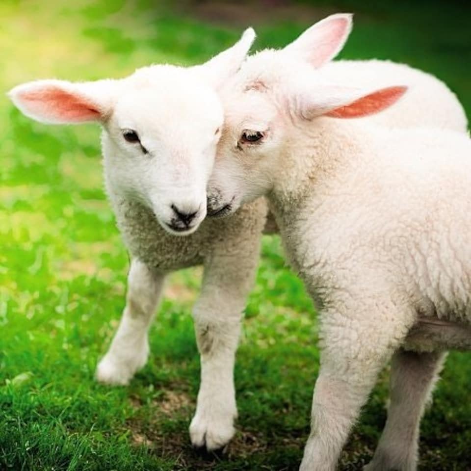 image 1 of Ani'mates 3D Holographic Card Lambs