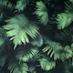 image 1 of Arthouse Fern Wallpaper - Green/Black - 10m x 53cm Green
