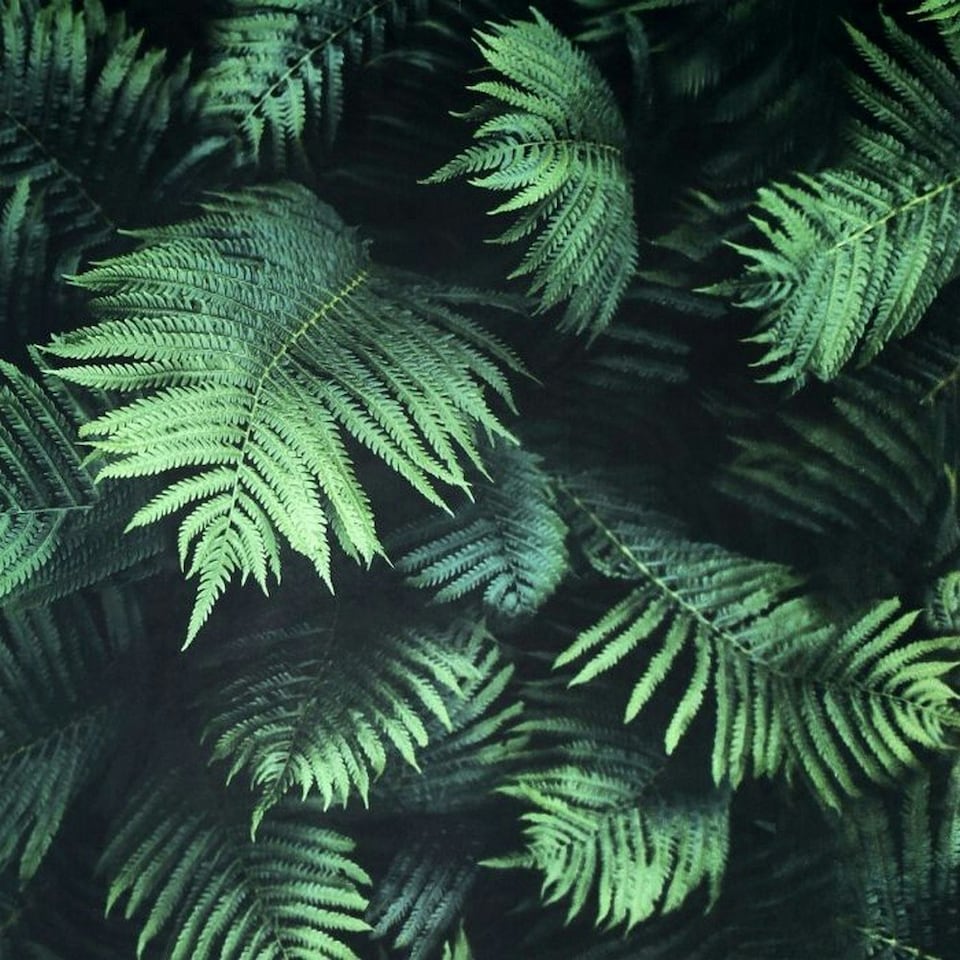 image 1 of Arthouse Fern Wallpaper - Green/Black - 10m x 53cm Green