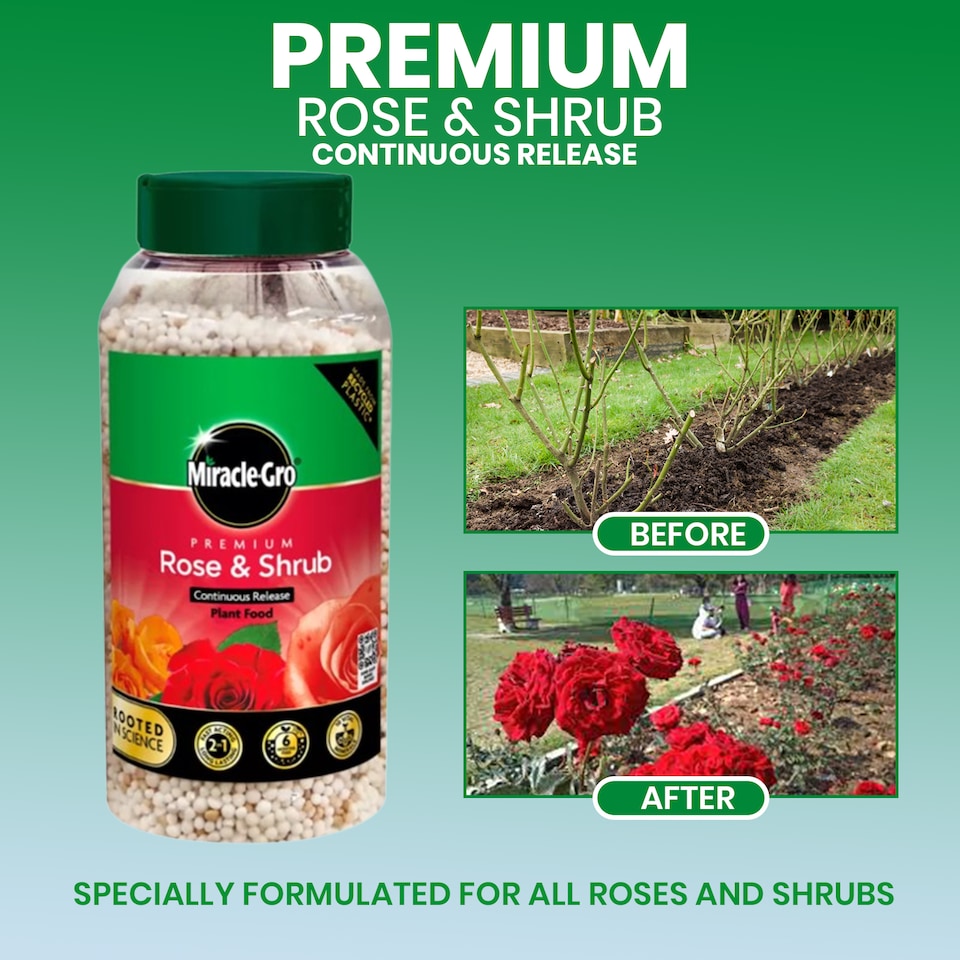 image 1 of Miracle-Gro Rose and Shrub Plant Food Granules 900g Slow Release Feed for Strong Healthy Flowering Plants 6 Month Feed