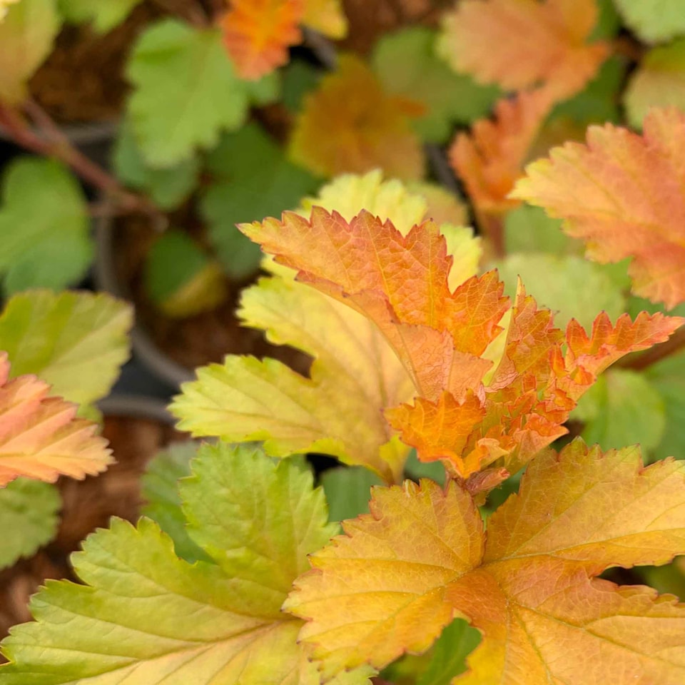 image 1 of Marshalls Garden Physocarpus 'Magic Ball' - 3 x 9cm Potted Shrubs