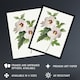 image 2 of Hibiscus Flower Illustration Redoute Vintage Huge Wall Art Print 18X24 In