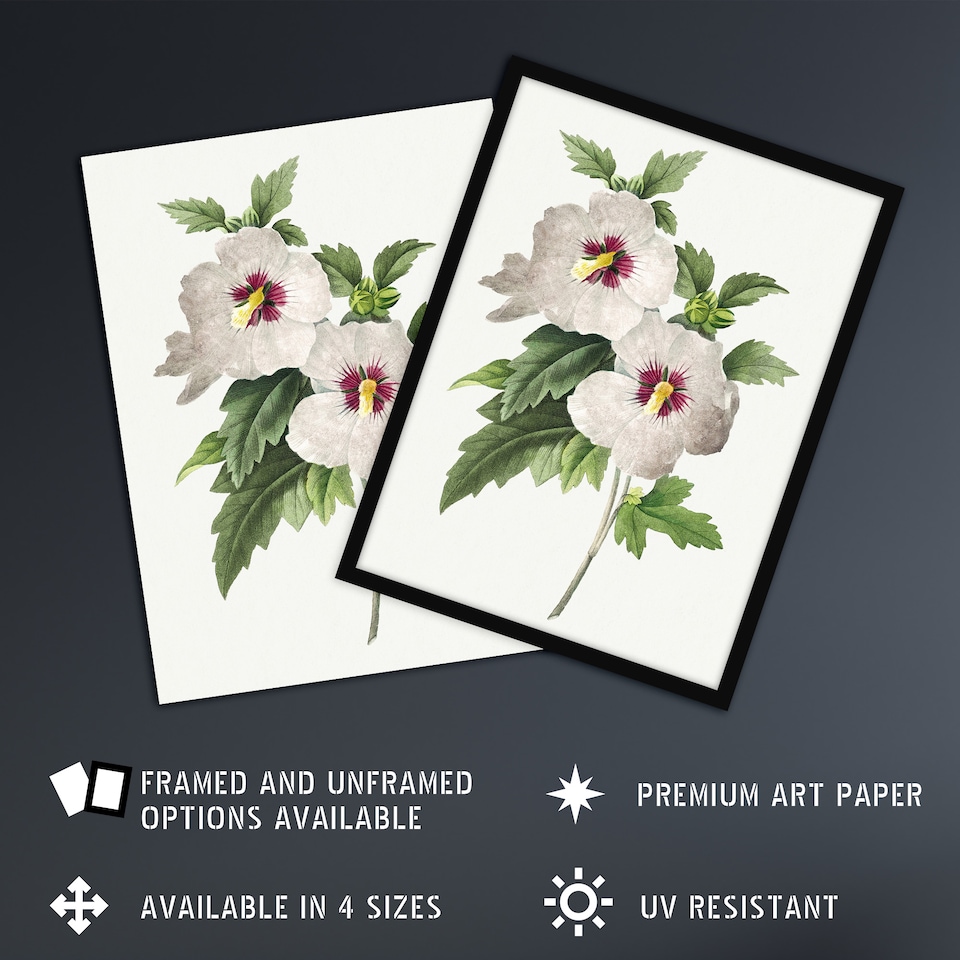image 1 of Hibiscus Flower Illustration Redoute Vintage Huge Wall Art Print 18X24 In