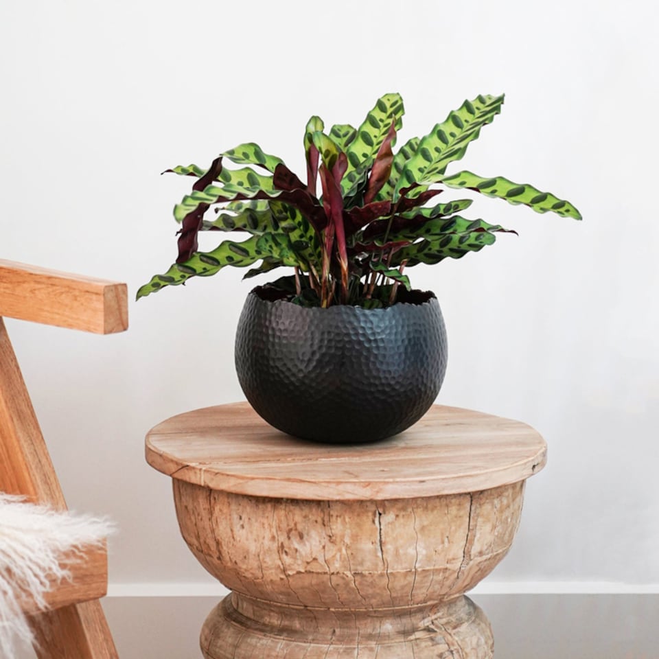 image 1 of Hammered Bowl Planter - Iron - L30 x W30 x H21 cm - Black | Black