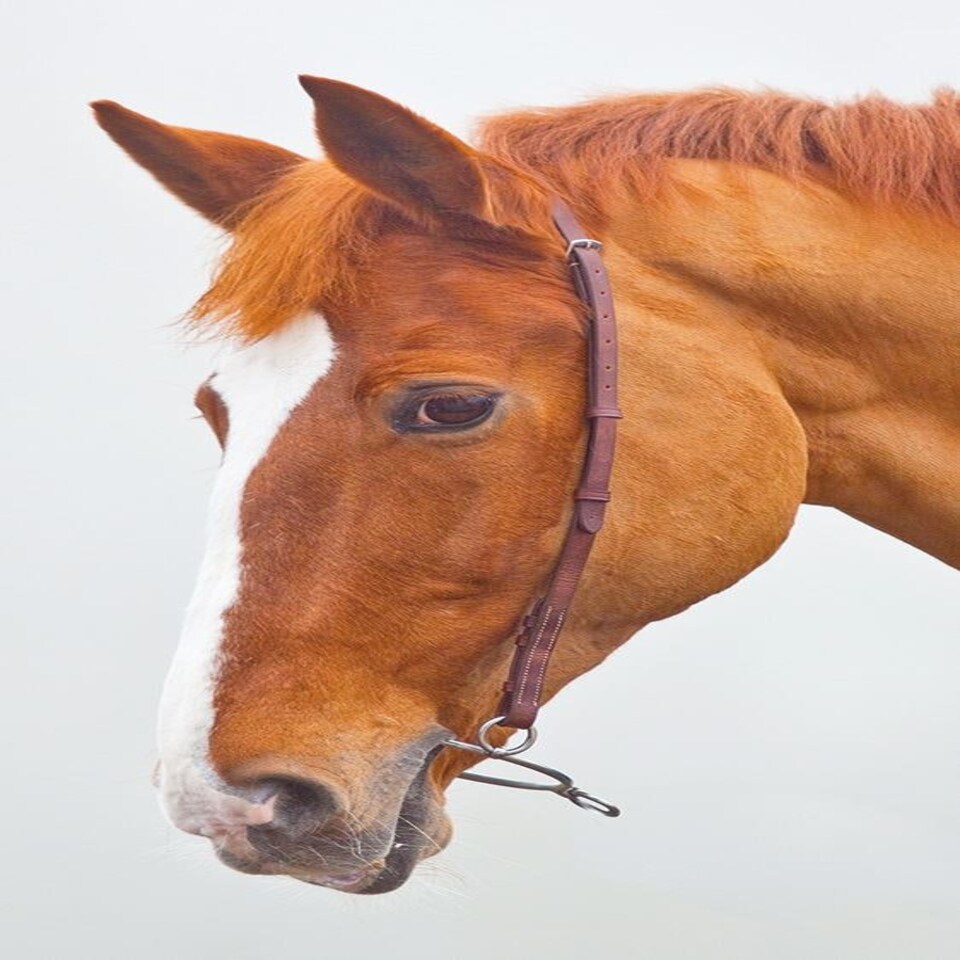 image 1 of Shires Blenheim Chifney Bit Strap Brown | Size: Cob
Colour: H.Brown