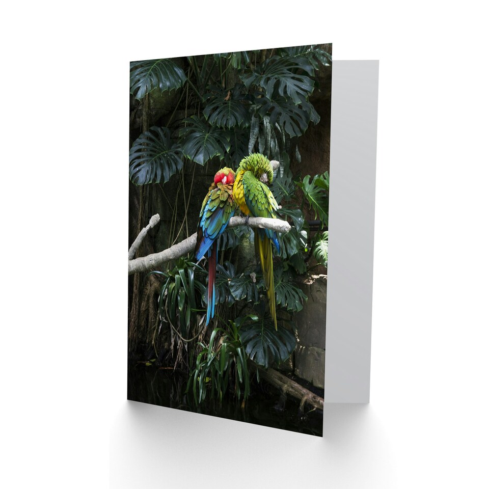 image 1 of Carol M Highsmith Art Card Colourful Sleeping Parrots Photo