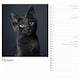 image 4 of Cats Wiro Wall Calendar 2026