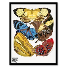 Eugene Seguy Framed Wall Art Vintage Butterflies Yellow Red Blue Home Décor