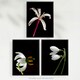 image 5 of Set of 3 Macro Photo Flower Bloom Petal Anther Stem Photography Black Wall Art Print A4