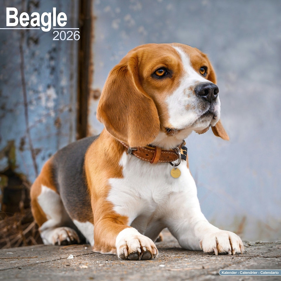 image 1 of Beagle 2026 Calendar | Square Wall Calendar | Dog Breed Gift | Plastic Free Packaging | by Avonside Publishing