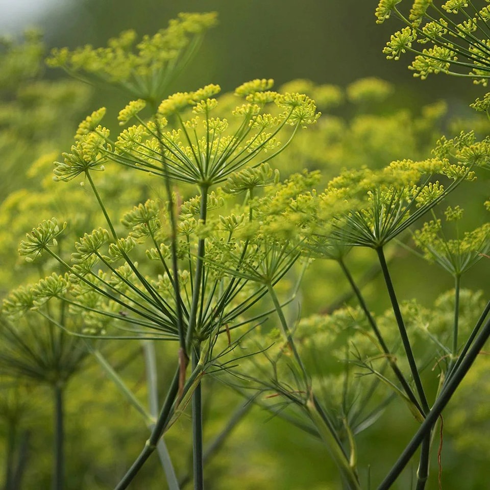 Dill Herb Plant Anethum Graveolens 9cm Pot | Green | Green | 9cm Pot | 1