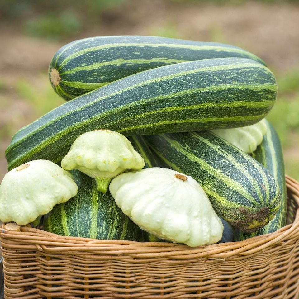 image 1 of Thompson & Morgan Courgette/Marrow Tiger Cross - Early Bush Green Striped Mosaic Resistant 1x Seed Packet