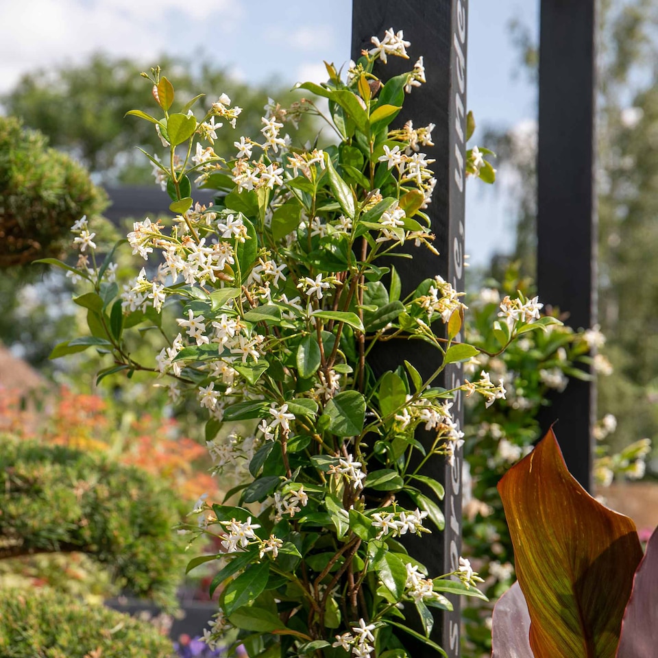 image 1 of Marshalls Garden Star Jasmine (Trachelospermum jasminoides), Fragrant Evergreen Climber with White Flowers | White | White | 9cm Plants