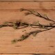 image 3 of Branch in Bloom Filler Artificial Plant - Plastic - L7 x W22 x H109 cm - Green