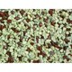 image 2 of Strawberry & Cream 20mm - Premium Aggregate Bulk Bag - 850 Kilos