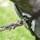 image 2 of Salisbury Leather Stitch Horse Breastplate - Australian Nut - Full