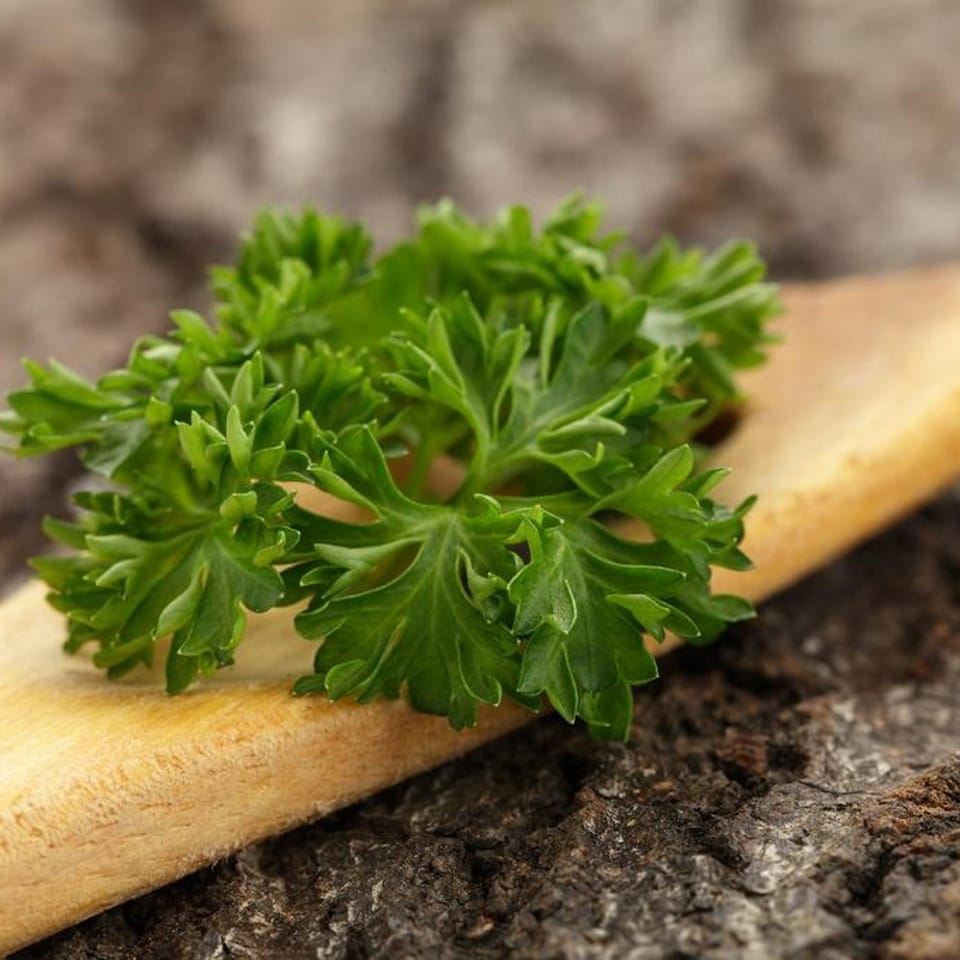 image 1 of Carbeth Plants 3 x Parsley Moss Curled Herb Plants in 9cm Pots - Edible Plants for Cooking