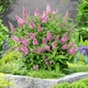 image 6 of Marshalls Garden Buddleja 'Butterfly Candy Little Pink' 3 x 9cm