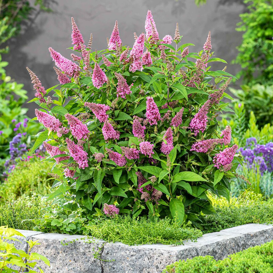 image 1 of Marshalls Garden Buddleja 'Butterfly Candy Little Pink' 3 x 9cm