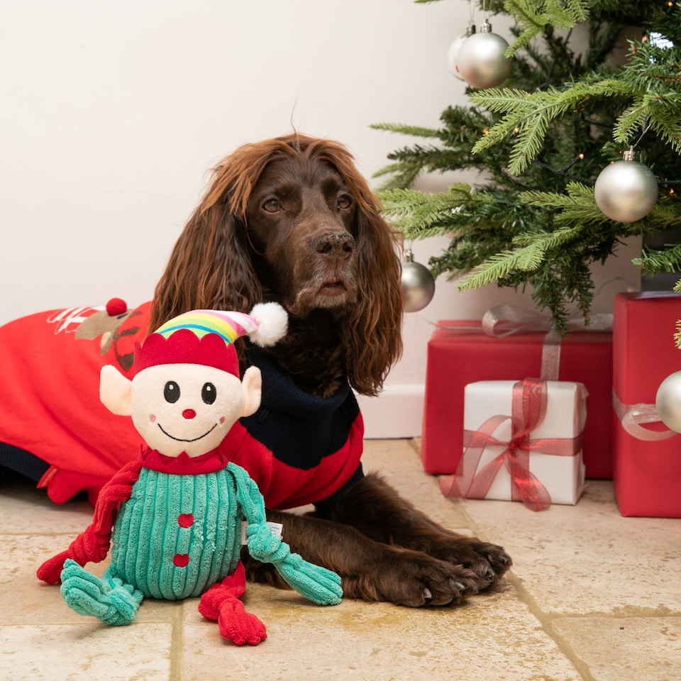 image 1 of Christmas Elf Dog Toy