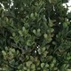 image 3 of Hill Interiors Artificial Faux Red Tipped Leaf Spray - Green - One Size