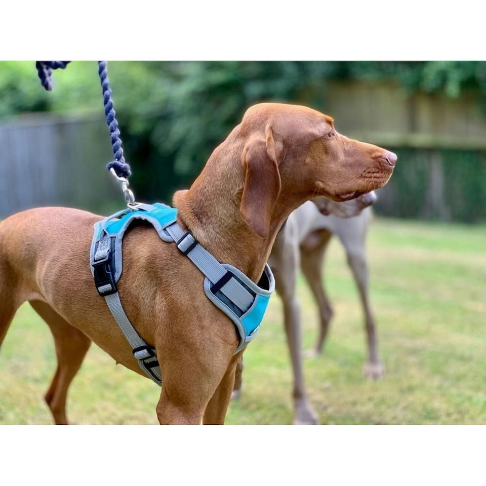 image 1 of Henry Wag Travel Dog Harness - Blue/Grey - Large