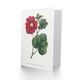 image 2 of Francis Sansom Alcea Rosea Vintage Illustration Art Greeting Card