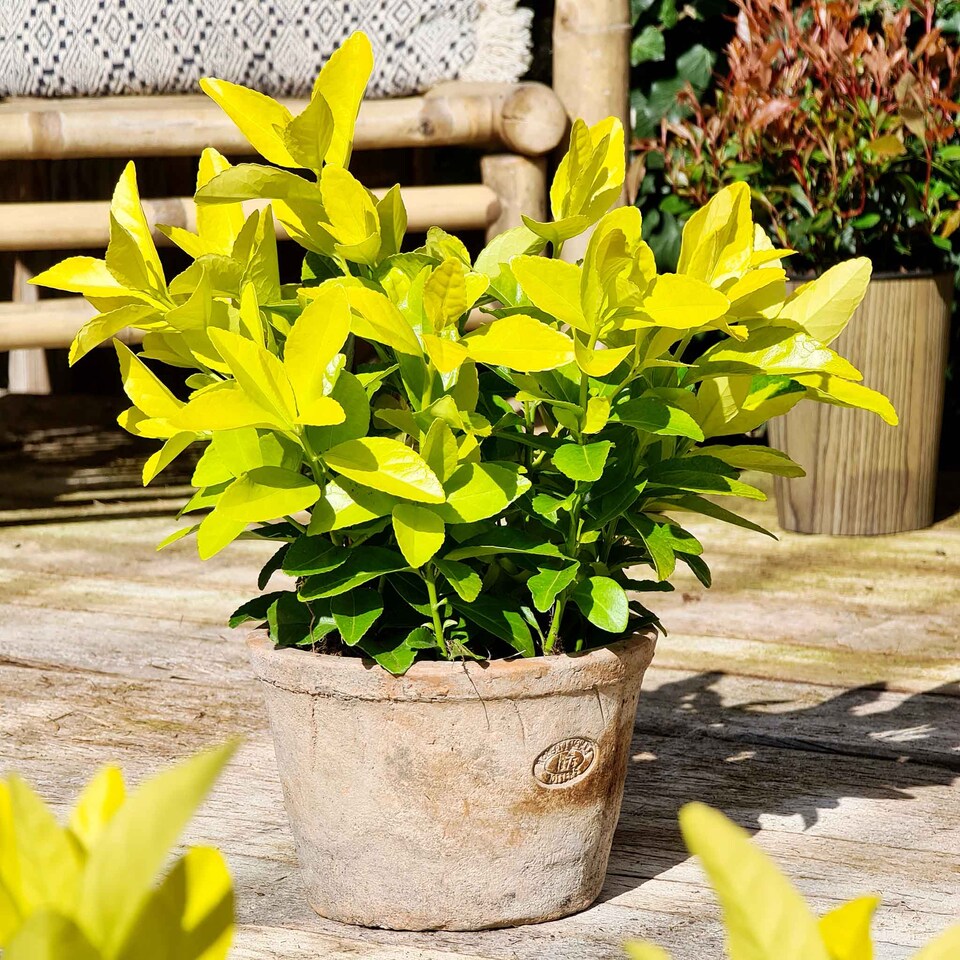 image 1 of Euonymus Japonicus 'El Dorado' Compact Evergreen Shrub | Green | Yellow | 3L Plants