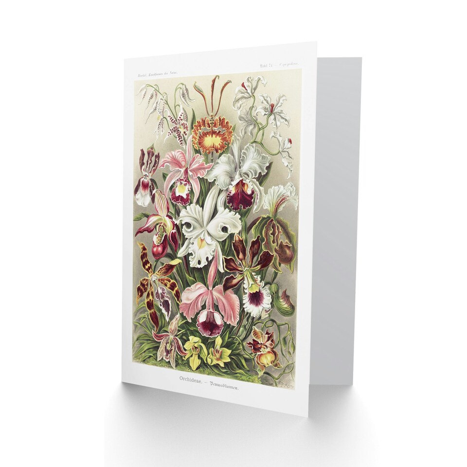 image 1 of Ernst Haeckel Art Card Orchid Flower Colourful Varieties