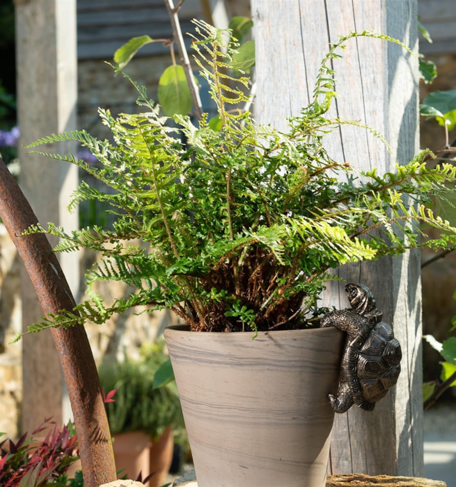 image 1 of Tortoise Plant Pot Hanger - L11 x W6 x H7.5 cm | Bronze