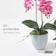 image 5 of Homescapes Pink Orchid 54 cm Phalaenopsis in Ceramic Pot