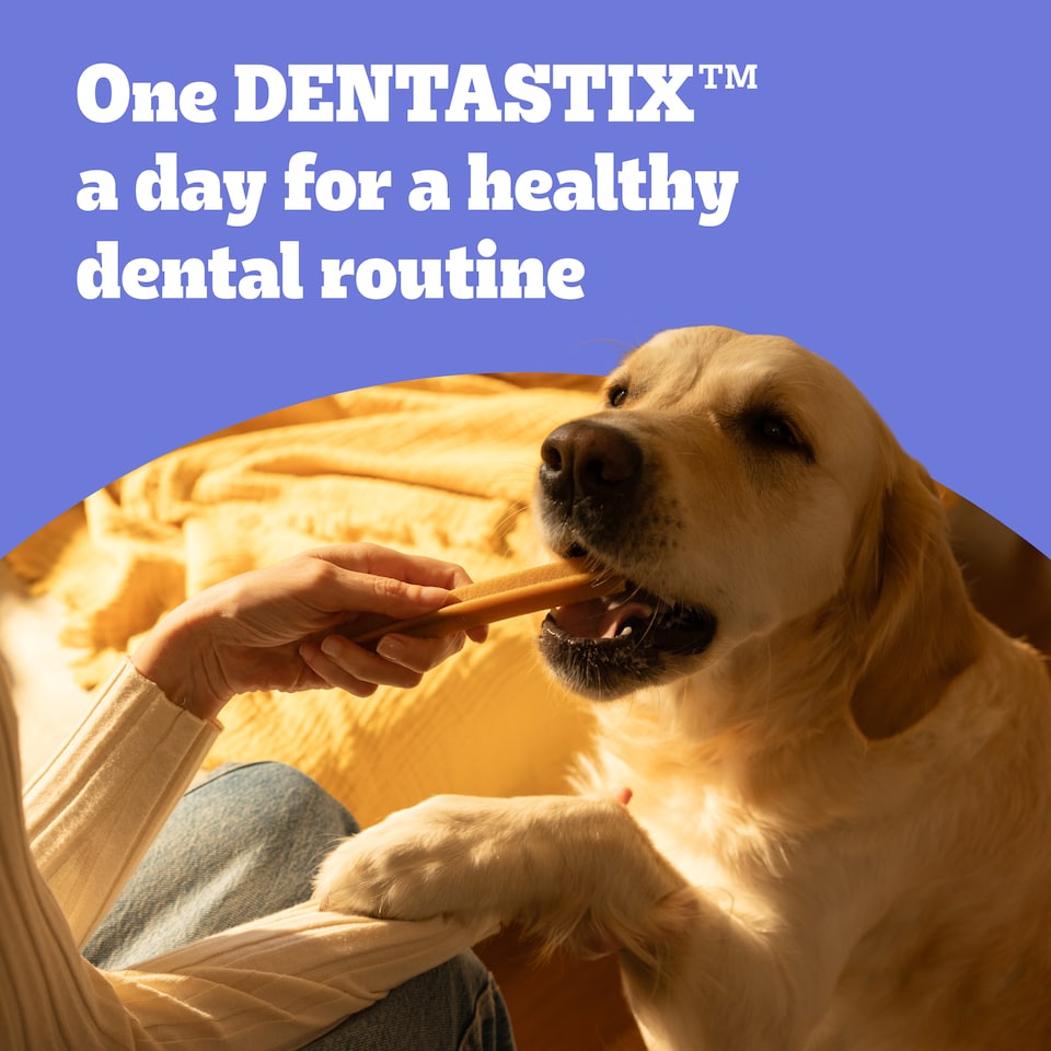 image 1 of 112 Pedigree Daily Dentastix Dental Sticks Dog Treats Medium Dog Chews