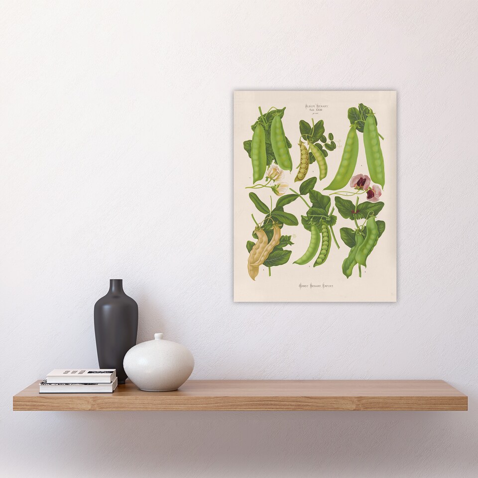 image 1 of Sugar Peas Vintage Illustration Ernst Benary Wall Art Poster Print 12X16"