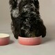 image 4 of Scruffs Ceramic Ombre Pet Food Bowl 15cm | Pink | 1