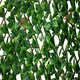 image 5 of Primrose Extendable Artificial Flower Outdoor Screening Trellis Black 1m x 2m