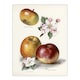 image 1 of King of Pippins Apple Vintage Illustration Wright Wall Art Poster Print 12X16"