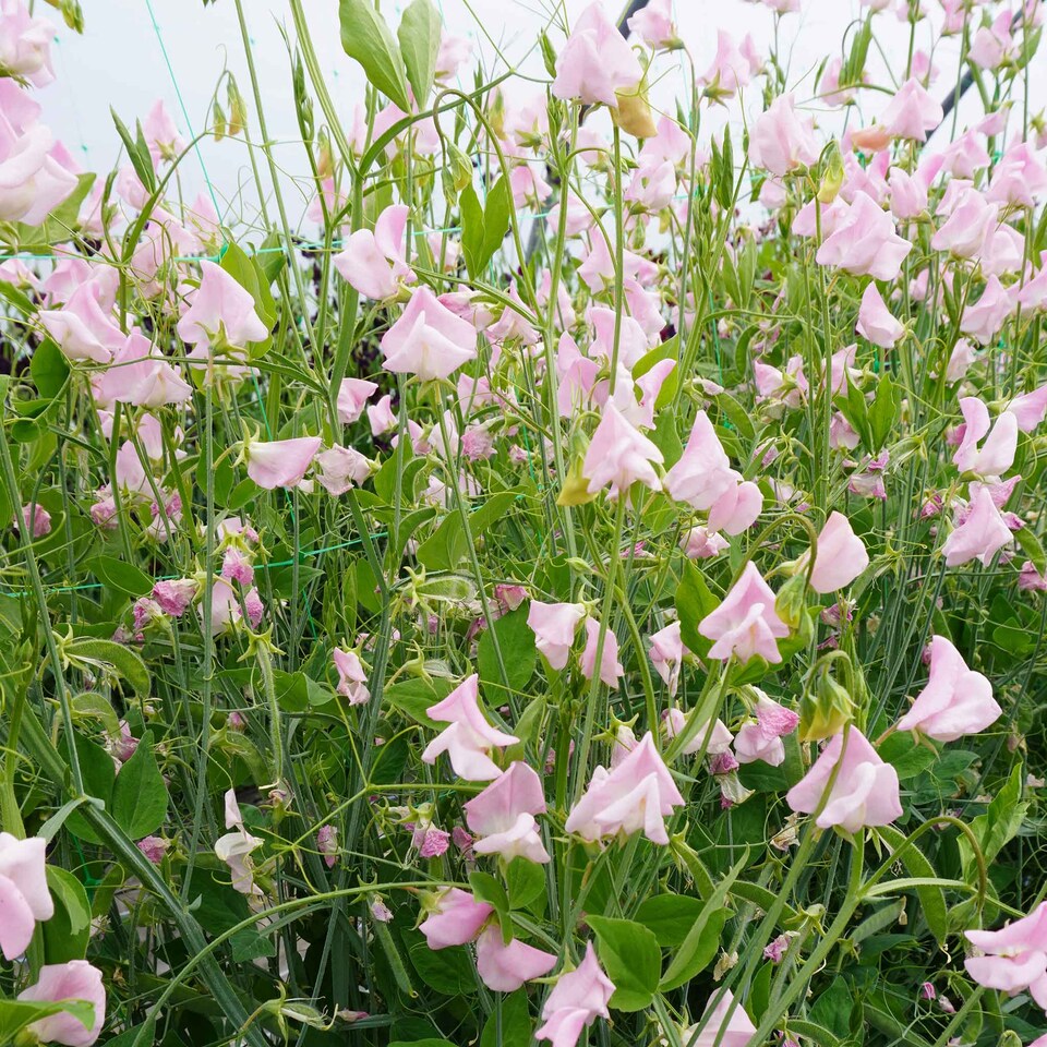 image 1 of Sweet Pea Prima Donna | Multi | White, Pink | Flower Seeds | 1