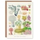 image 1 of William Saville Kent Art Card Great Barrier Reef Alcyonaria