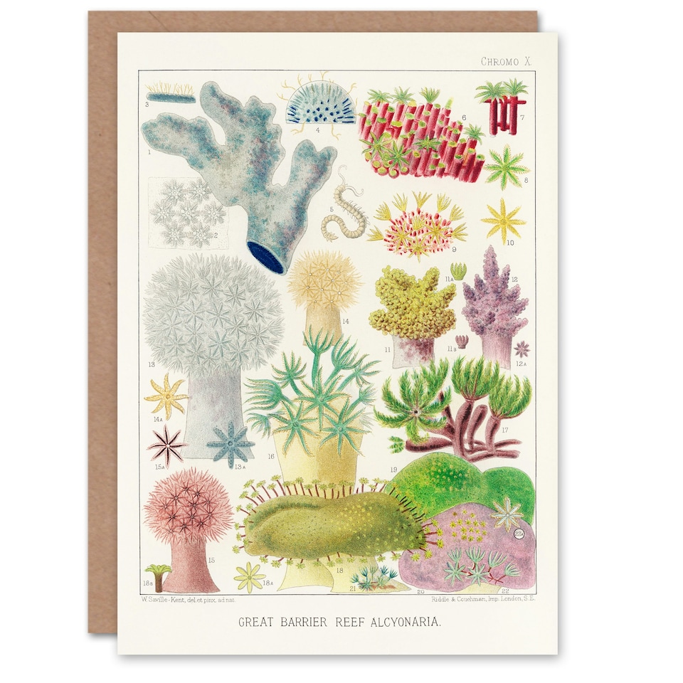 image 1 of William Saville Kent Art Card Great Barrier Reef Alcyonaria