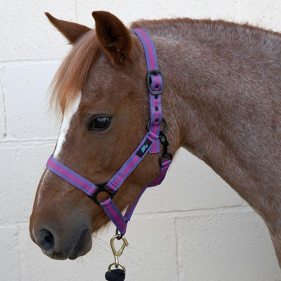 image 1 of Hy Duo Head Collar - Purple/Fuchsia - Full