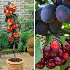 Fruit Patio Tree Collection 9cm Potted Plant x 3