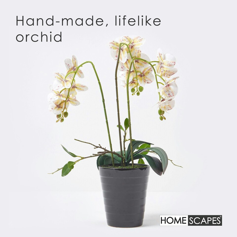 image 1 of Homescapes White Orchid 56 cm Phalaenopsis in Ceramic Pot