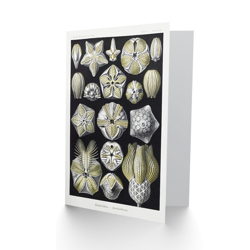 image 1 of Ernst Haeckel Art Card Blastoid Sea Buds Urchins