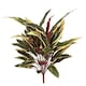 image 1 of 90cm Fire Retardant Caladium Bush with white edge x15w/49Lvs