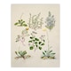 image 3 of Sarah Featon Framed Wall Art Native New Zealand Wildflowers Illustration