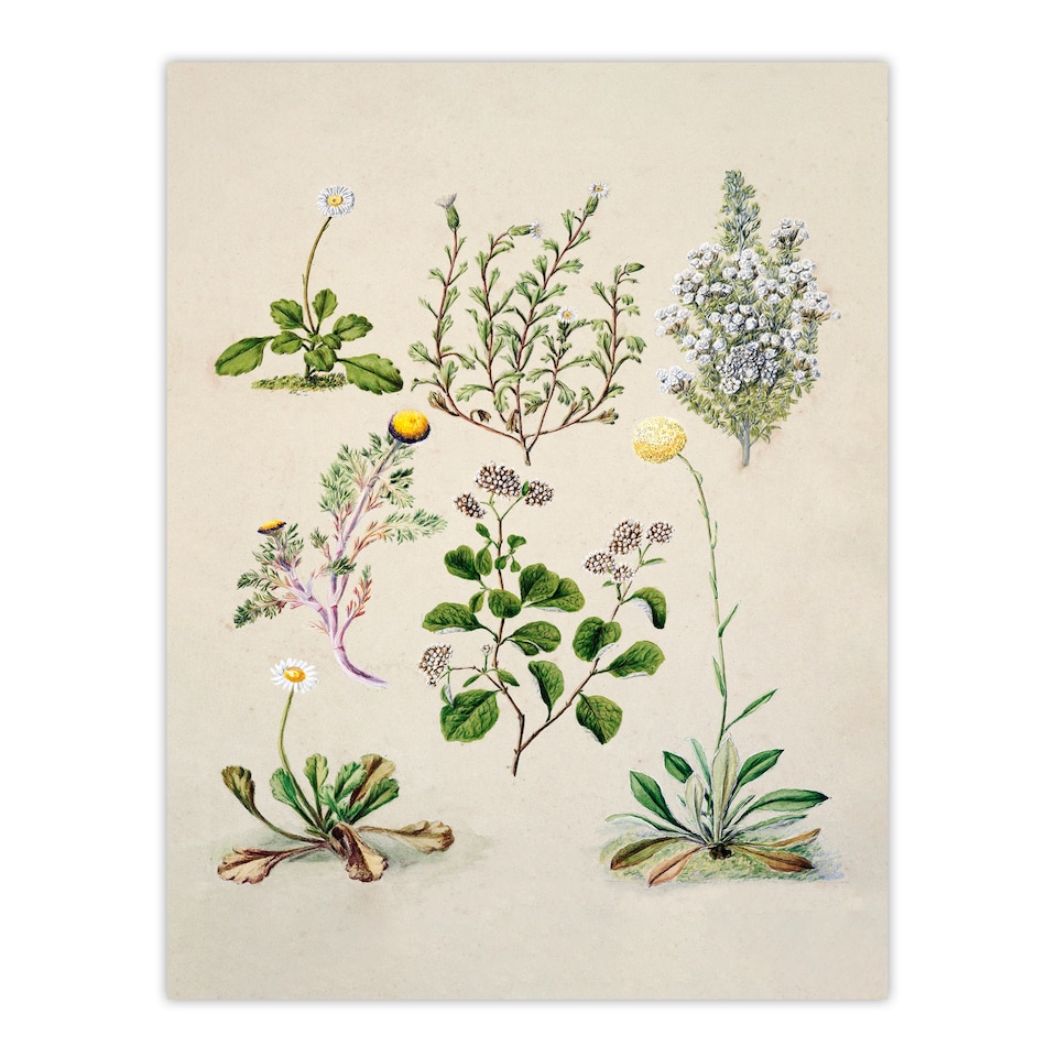 image 1 of Sarah Featon Framed Wall Art Native New Zealand Wildflowers Illustration