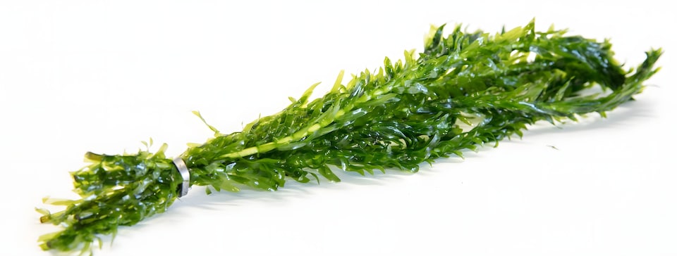 image 1 of Brazilian Waterweed (Egeria densa) - Live Aquarium Plant for Background Planting, No CO2 Needed - Fish Tank Plant