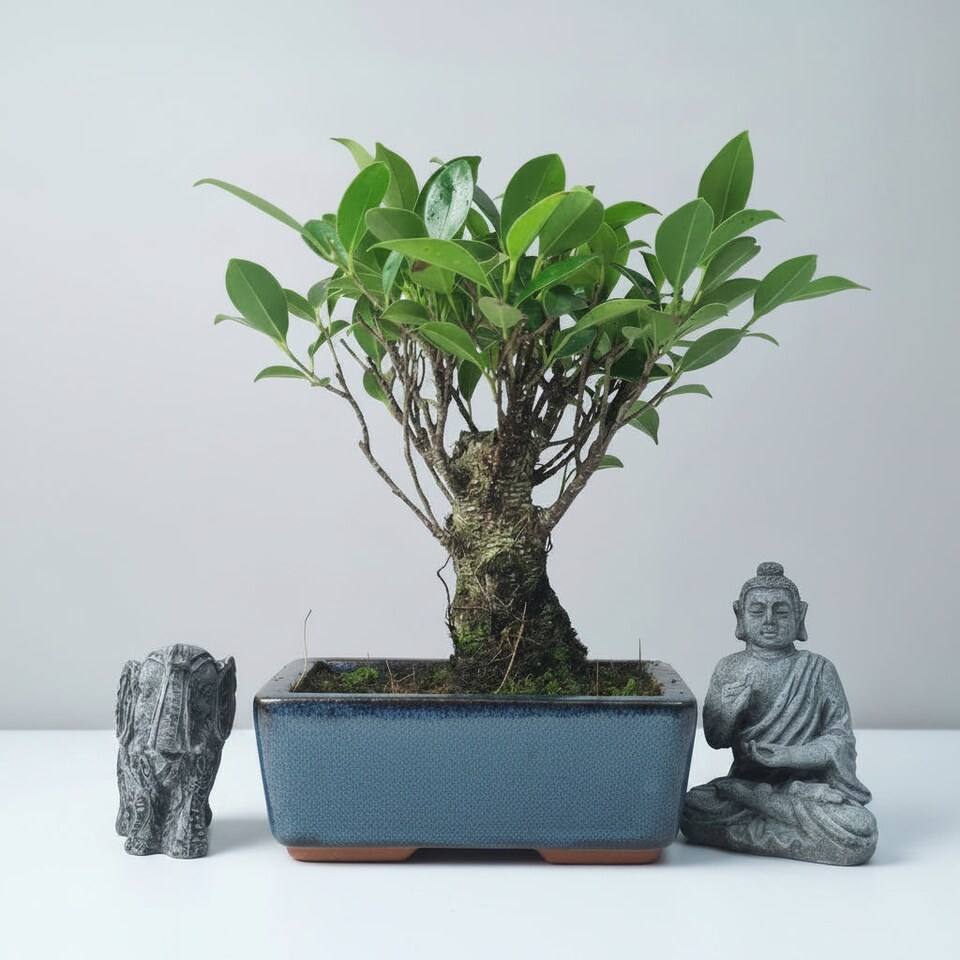 image 1 of Yorkshire Bonsai Ficus Microcarpa (Banyan Fig) Indoor Bonsai Tree Broom In 15cm Pot